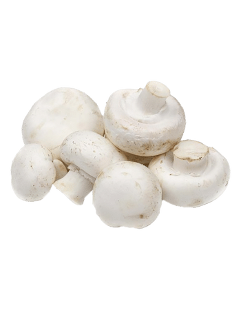 استاندارد های سالن پرورش قارچ در کاربرد ساندویچ پانل برای پرورش قارچ عایق بندی باید به چه صورت باشد؟